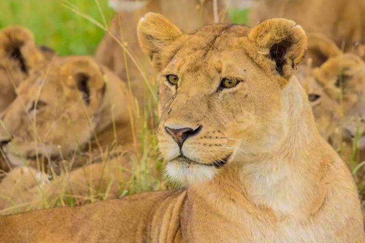 3-day camping safari: Tarangire, Ngorongoro, Manyara