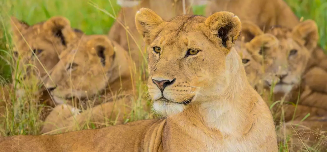 3-day camping safari: Tarangire, Ngorongoro, Manyara