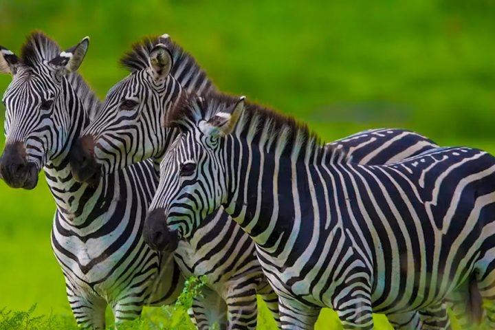 5-day Northern Circuit lodge safari