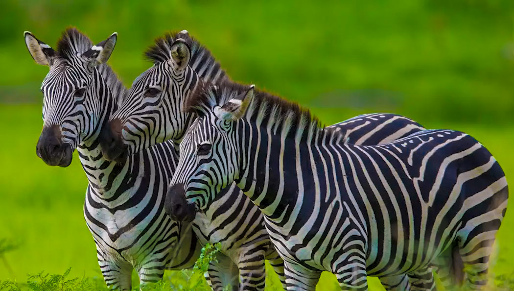 5-day Northern Circuit lodge safari